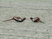 Phasianus colchicus 91, Fazant, adult, male, Saxifraga-Theo Verstrael
