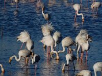 Phoenicopterus roseus 100, Flamingo, Saxifraga-Ed Stikvoort