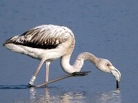 Phoenicopterus roseus 105, Flamingo, Saxifraga-Iztok Skornik
