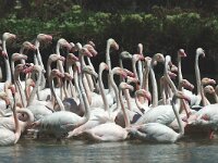 Phoenicopterus roseus 106, Flamingo, Saxifraga-Jan van der Straaten