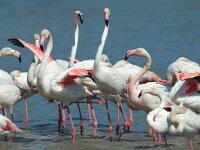 Phoenicopterus roseus 108, Flamingo, Saxifraga-Jan van der Straaten