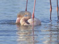 Phoenicopterus roseus 11, Flamingo, Saxifraga-Tom Heijnen