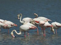 Phoenicopterus roseus 110, Flamingo, Saxifraga-Jan van der Straaten