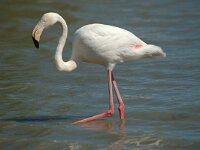 Phoenicopterus roseus 111, Flamingo, Saxifraga-Jan van der Straaten