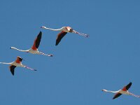 Phoenicopterus roseus 118, Flamingo, Saxifraga-Jan van der Straaten