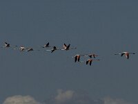 Phoenicopterus roseus 123, Flamingo, Saxifraga-Jan van der Straaten