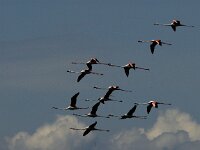Phoenicopterus roseus 128, Flamingo, Saxifraga-Jan van der Straaten
