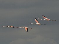 Phoenicopterus roseus 130, Flamingo, Saxifraga-Marijke Verhagen