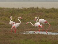 Phoenicopterus roseus 136, Flamingo, Saxifraga-Mark Zekhuis