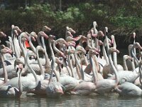 Phoenicopterus roseus 2, Flamingo, Saxifraga-Jan van der Straaten