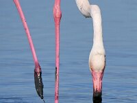 Phoenicopterus roseus 31, Flamingo, Saxifraga-Tom Heijnen