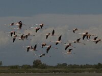 Phoenicopterus roseus 34, Flamingo, Saxifraga-Jan van der Straaten