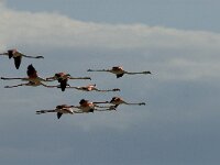 Phoenicopterus roseus 43, Flamingo, Saxifraga-Marijke Verhagen