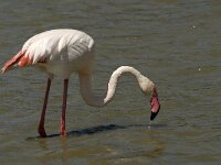 Phoenicopterus roseus 48, Flamingo, Saxifraga-Jan van der Straaten