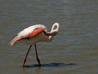 Phoenicopterus roseus 54, Flamingo, Saxifraga-Jan van der Straaten