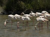 Phoenicopterus roseus 57, Flamingo, Saxifraga-Jan van der Straaten
