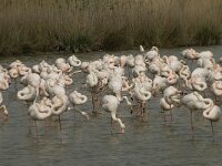 Phoenicopterus roseus 58, Flamingo, Saxifraga-Willem van Kruijsbergen