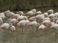 Phoenicopterus roseus 60, Flamingo, Saxifraga-Willem van Kruijsbergen