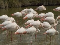 Phoenicopterus roseus 61, Flamingo, Saxifraga-Willem van Kruijsbergen