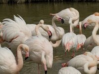 Phoenicopterus roseus 62, Flamingo, Saxifraga-Willem van Kruijsbergen