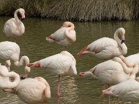 Phoenicopterus roseus 63, Flamingo, Saxifraga-Willem van Kruijsbergen