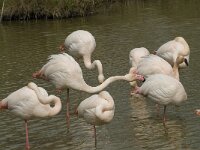 Phoenicopterus roseus 64, Flamingo, Saxifraga-Willem van Kruijsbergen