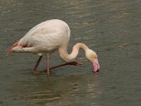 Phoenicopterus roseus 69, Flamingo, Saxifraga-Willem van Kruijsbergen