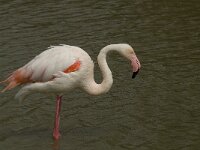 Phoenicopterus roseus 73, Flamingo, Saxifraga-Willem van Kruijsbergen
