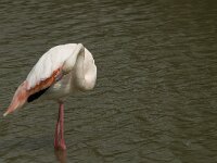 Phoenicopterus roseus 74, Flamingo, Saxifraga-Willem van Kruijsbergen