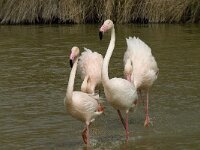 Phoenicopterus roseus 78, Flamingo, Saxifraga-Willem van Kruijsbergen
