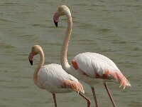 Phoenicopterus roseus 80, Flamingo, Saxifraga-Willem van Kruijsbergen