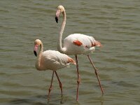 Phoenicopterus roseus 82, Flamingo, Saxifraga-Willem van Kruijsbergen
