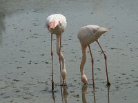 Phoenicopterus roseus 85, Flamingo, Saxifraga-Willem van Kruijsbergen
