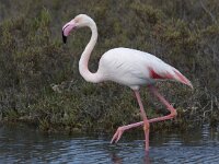 Phoenicopterus roseus 86, Flamingo, Saxifraga-Mark Zekhuis