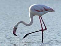 Phoenicopterus roseus 9, Flamingo, Saxifraga-Tom Heijnen