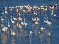 Phoenicopterus roseus 91, Flamingo, Saxifraga-Ed Stikvoort
