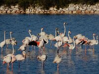 Phoenicopterus roseus 97, Flamingo, Saxifraga-Ed Stikvoort