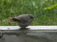 Phoenicurus ochruros 10, Zwarte roodstaart, Saxifraga-Willem van Kruijsbergen