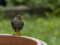 Phoenicurus ochruros 11, Zwarte roodstaart, Saxifraga-Willem van Kruijsbergen