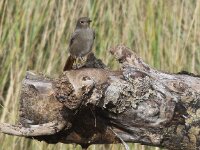 Phoenicurus ochruros 14, Zwarte roodstaart, Saxifraga-Peter Meininger