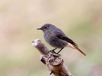 Phoenicurus ochruros 17, Zwarte roodstaart, Saxifraga-Bart Vastenhouw