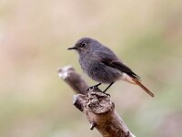 Phoenicurus ochruros 18, Zwarte roodstaart, Saxifraga-Bart Vastenhouw
