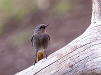 Phoenicurus ochruros 19, Zwarte roodstaart, Saxifraga-Bart Vastenhouw