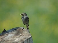 Phoenicurus ochruros 2, Zwarte roodstaart, female, Saxifraga-Jan van der Straaten