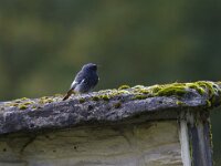 Phoenicurus ochruros 20, Zwarte roodstaart, Saxfraga-Jan Nijendijk