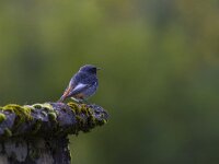 Phoenicurus ochruros 21, Zwarte roodstaart, Saxfraga-Jan Nijendijk