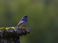Phoenicurus ochruros 22, Zwarte roodstaart, Saxfraga-Jan Nijendijk