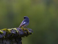 Phoenicurus ochruros 23, Zwarte roodstaart, Saxfraga-Jan Nijendijk