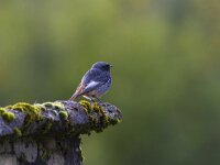 Phoenicurus ochruros 25, Zwarte roodstaart, Saxifraga-Jan Nijendijk