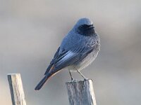 Phoenicurus ochruros 28, Zwarte roodstaart, Saxifraga-Mark Zekhuis